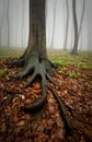 Tree with big roots in foggy forest Royalty Free Stock Photo
