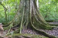 Tree with big roots in forest at Amboro park.