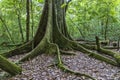 Tree with big roots in forest at Amboro park.