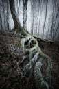 Tree with big roots with moss in frozen dark forest