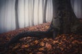 Tree with big roots in mysterious autumn with fog