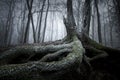 Tree with big roots in winter in mysterious forest with fog Royalty Free Stock Photo