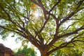 Tree big trunk with branches and green leaf with warm sunlight Royalty Free Stock Photo