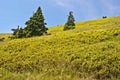 tree with bilberry growth on Velka kotlina valley Royalty Free Stock Photo