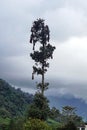 Tree with bird nests