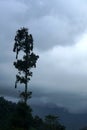 Tree with bird nests