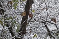 A tree with a birdhouse and small snowdrifts on the branches with fresh leaves after a snowstorm