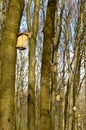 On a tree birdhouse for birds