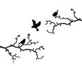 Flying birds silhouette and branch illustration isolated on white background Royalty Free Stock Photo