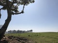 Tree with Birds on Grassy Knoll Royalty Free Stock Photo