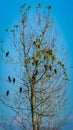 Bird tree