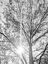 Tree blackandwhite sun sunshine summer