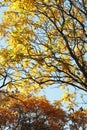 Tree blanches with yellow leaves against the sky. Royalty Free Stock Photo