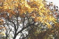 Tree blanches with yellow leaves against the sky. Royalty Free Stock Photo