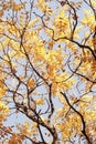 Tree blanches with yellow leaves against the sky. Royalty Free Stock Photo