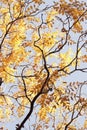 Tree blanches with yellow leaves against the sky. Royalty Free Stock Photo