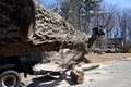 Tree blocking road