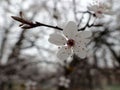 Tree in bloom, beautiful white spring flowers Royalty Free Stock Photo