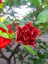 A rose bathed in scarlet sunlight