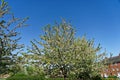 Tree in bloom in Spring, in Hatfield, Herts, UK Royalty Free Stock Photo