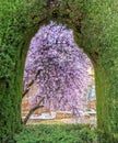 A Tree Blooming at Al Hambra in Granada, Andalusia, Spain