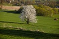Tree blooming among fields  Poland Royalty Free Stock Photo