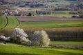 Tree blooming among fields  Poland Royalty Free Stock Photo