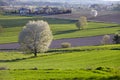Tree blooming among fields  Poland Royalty Free Stock Photo