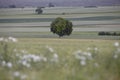 Tree blooming among fields  Poland Royalty Free Stock Photo