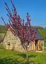 Tree blooming with pink flowers in front of small stone house Royalty Free Stock Photo