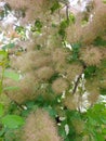 A tree blooming with pink fluf Royalty Free Stock Photo