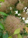 A tree blooming with pink fluf Royalty Free Stock Photo