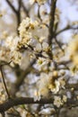 The tree is blooming with soft focus. Spring white flowers on a tree branch. Template for design