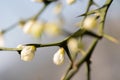 Tree blooming spinescent branch closeup. Early spring flower on blurred backdrop Royalty Free Stock Photo
