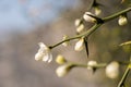 Tree blooming spinescent branch closeup. Early spring flower on blurred backdrop Royalty Free Stock Photo