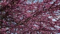 Tree blooming in spring with pink flowers, used as background. 4K Resolution. Full frame