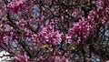 Tree blooming in spring with pink flowers, used as background. 4K Resolution