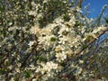 A tree blooming with white flowers. Cherry, apple, plum or sweet cherry in a flowering state. Delicate white petals Royalty Free Stock Photo