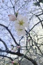 The tree blooms early in February. spring flowers.