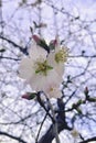 The tree blooms early in February. spring flowers.