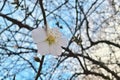 The tree blooms early in February. spring flowers.