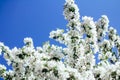 the tree blooms luxuriantly in spring with white flowers
