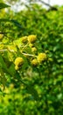 Close-up of Green Tree Blossoms at The Holden Arbortum in Kirtland, Ohio Royalty Free Stock Photo