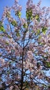 Tree blossoming Royalty Free Stock Photo