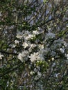 Tree Blossoming Spring Nature Closeup