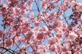 Tree blossoms