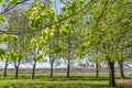 Tree blossoms in bloom during the Spring