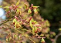 Tree blossoms on a early spring time Royalty Free Stock Photo