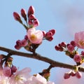 Tree blossoms