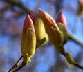 Tree Blossoms